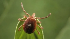 Taiga tick i njegova opasnost za čovjeka
